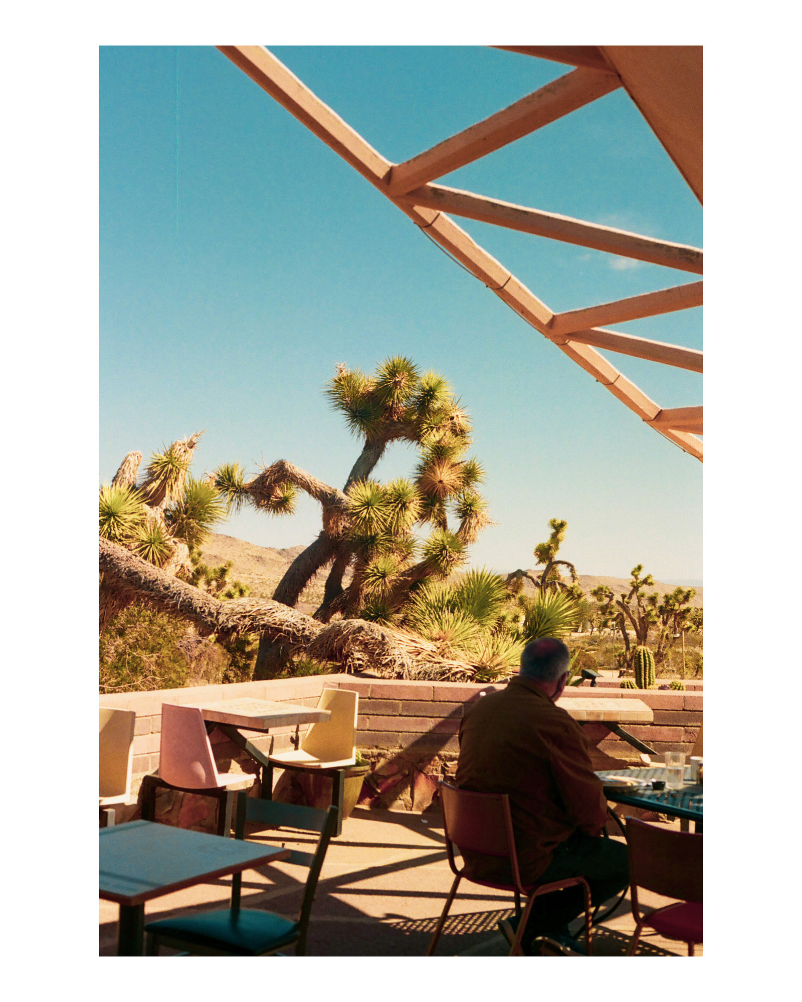 Endangered Icon: Nyt Explores The Joshua Tree'S Future - gkle5go