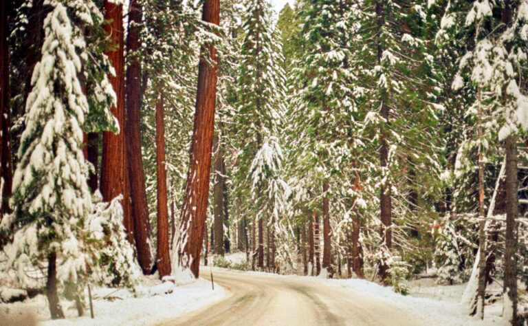 Sequoia National park winter